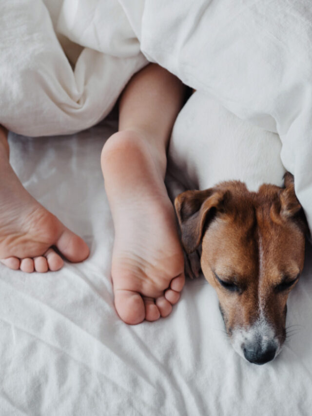 Why Does My Dog Sleep On Me and Not My Husband? Story
