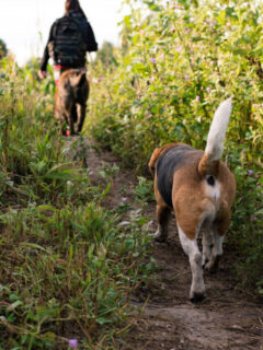 cropped-dog-follows-owner-on-country-path.jpg