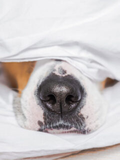 cropped-dog-nose-in-sheets.jpg