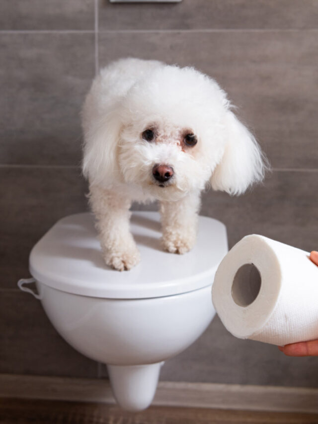 Why Do Dogs Eat Their Vomit? | Everything You Need to Know Story