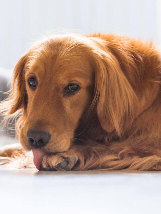 Why Do Dogs Lick Their Paws? 9 Potential Reasons Story