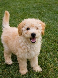 cropped-goldendoodle-puppy.jpg