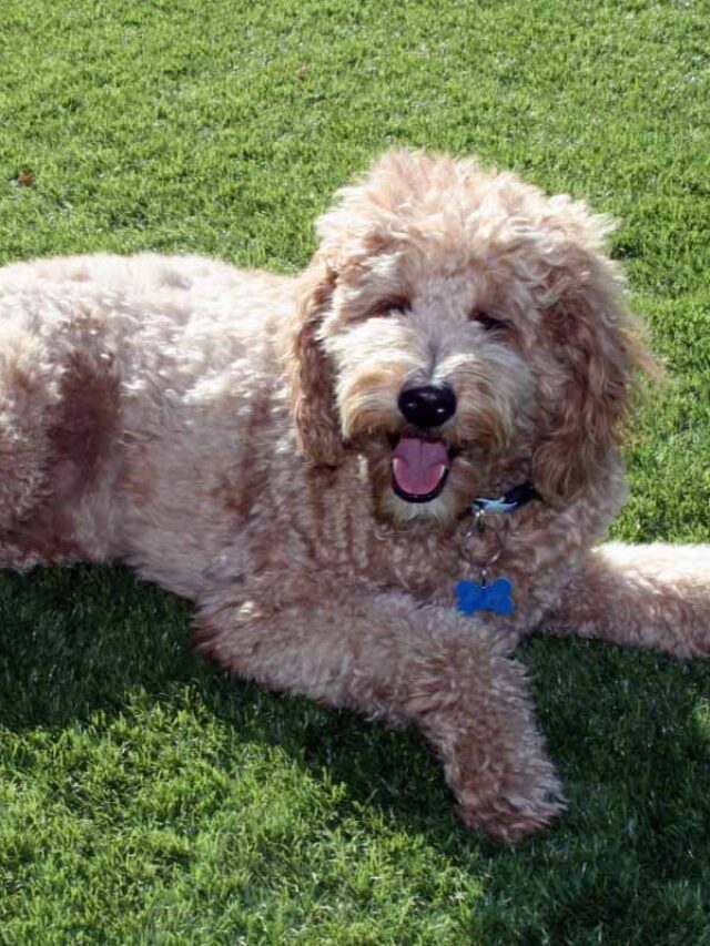 How to Groom a Goldendoodle in 9 Easy Steps Story
