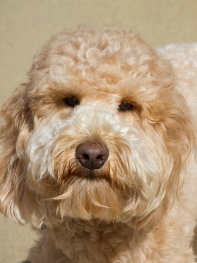 Goldendoodle: Good, Bad or Perfect for your Home? Story