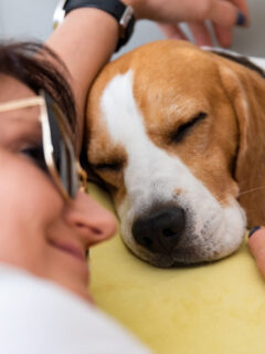 cropped-woman-with-sleepy-beagle.jpg