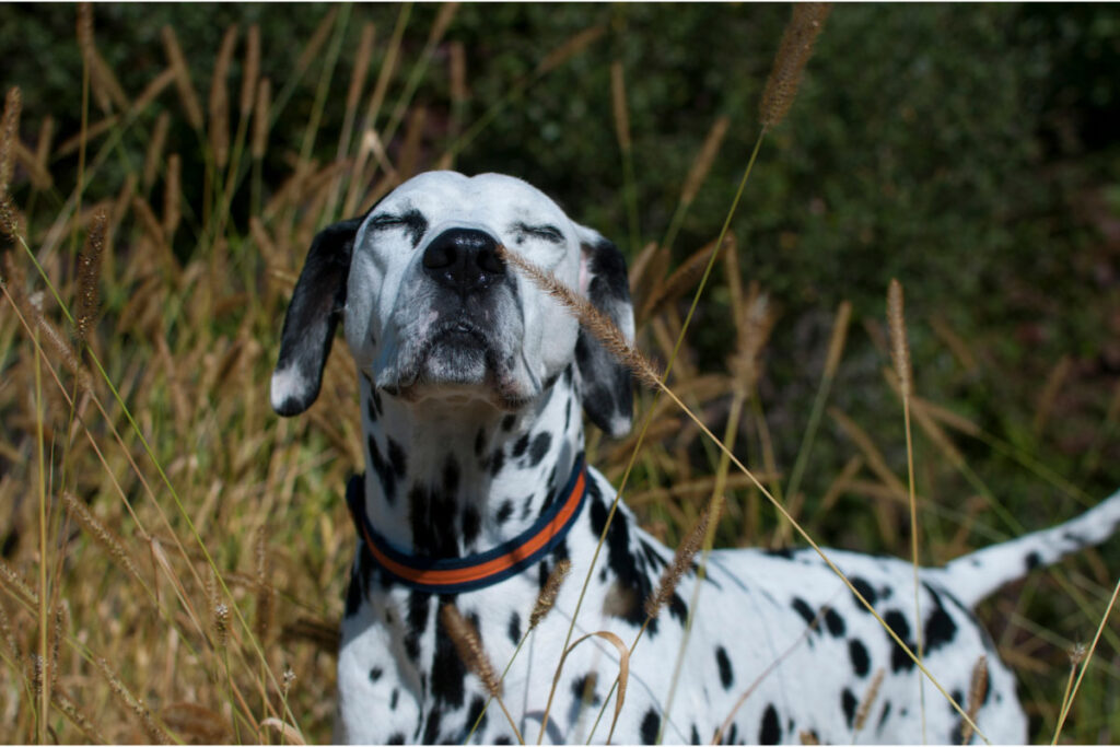dalmatian sniffing