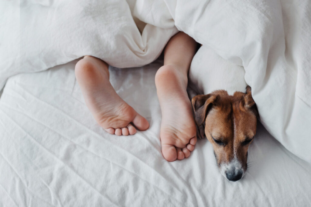 dog face under duvet with human feet