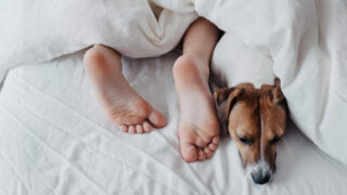 dog face under duvet with human feet