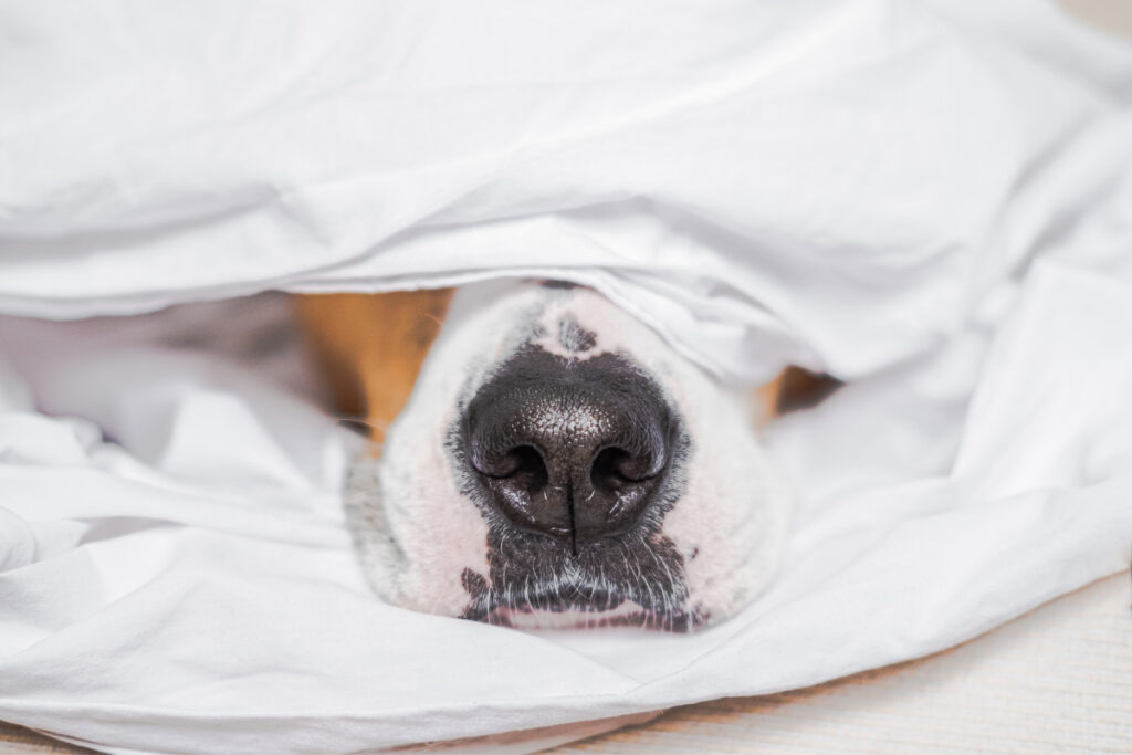 dog nose in sheets