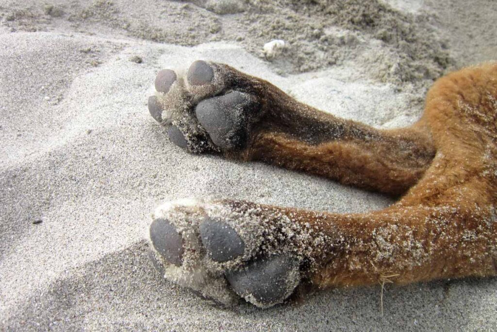 dog paws in the sand