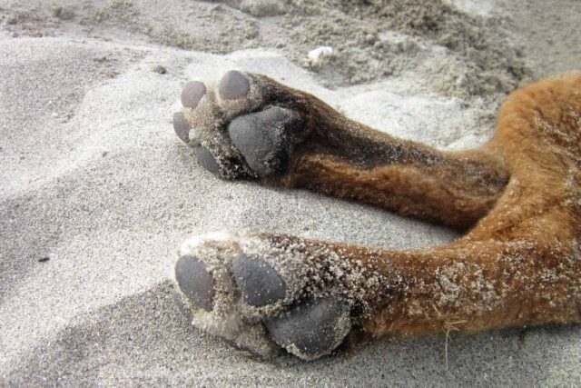 13 Dog Sleeping Positions 2022 And What They Reveal About Your Dog I 13-dog-sleeping-positions-2022-and-what-they-reveal-about-your-dog-i