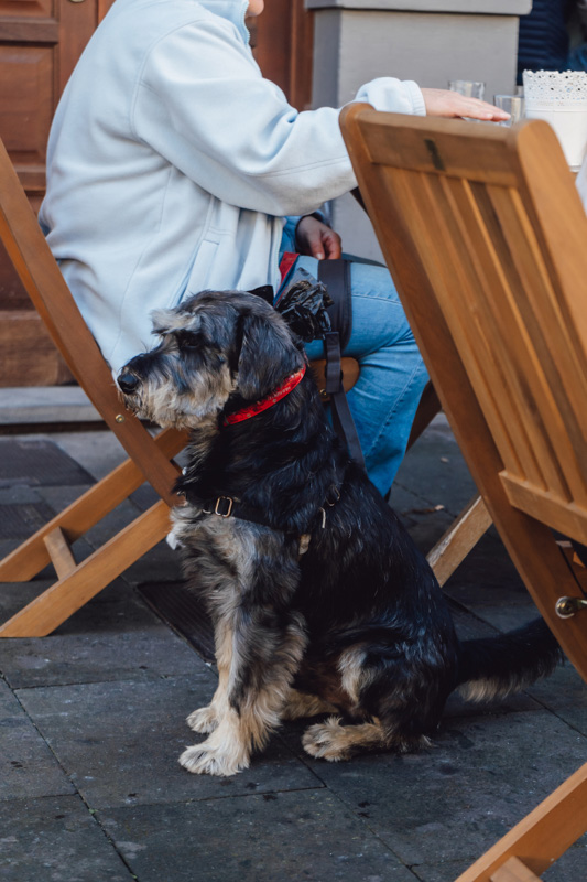 dog sits by owner in chair