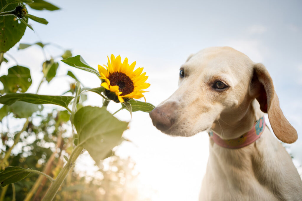 dog with nose near sunflower