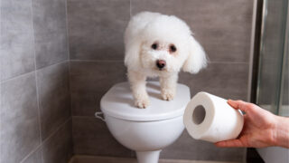 fluffy white dog on toilet