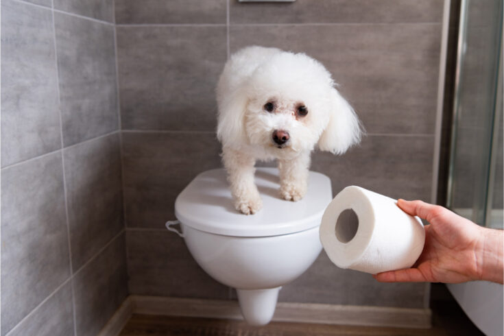 16 Most Common Dog Behaviors and What They Mean 3