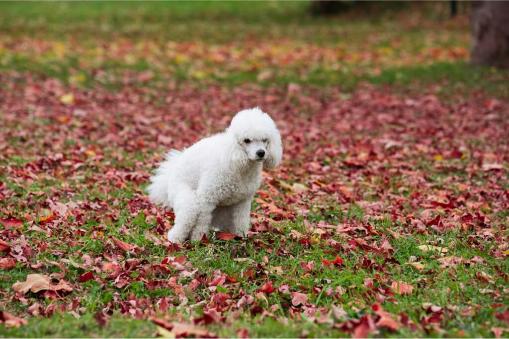 fluffy white dog taking a poop