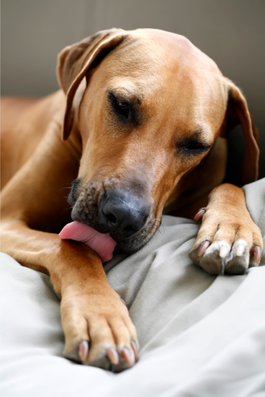 golden brown dog licking paws