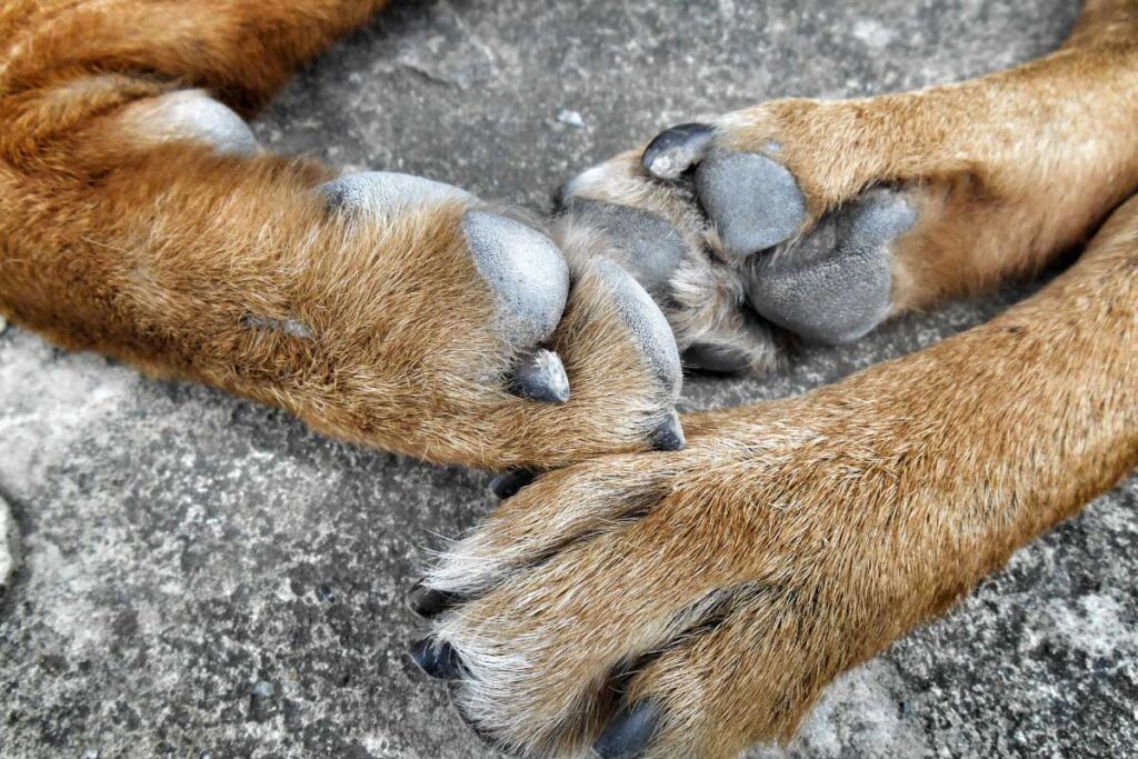 golden brown dog paws