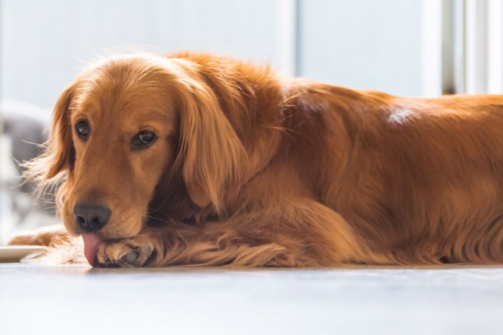 golden retriever why do dogs lick their paws