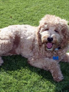 goldendoodle reclining on the grass