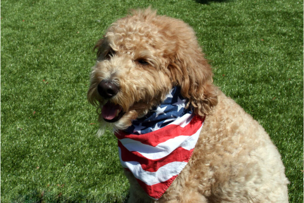 goldendoodle with american flag kerchief