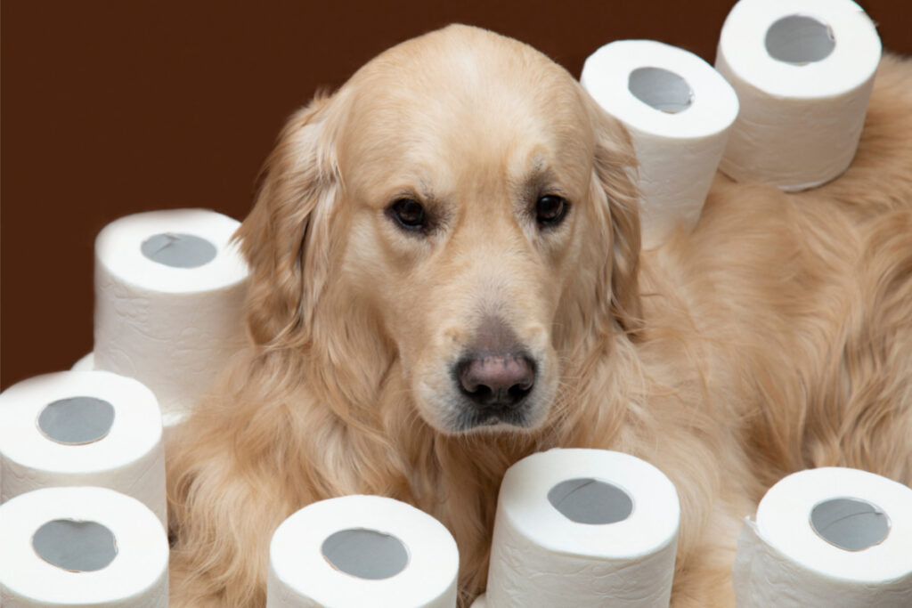 labrador with toilet rolls