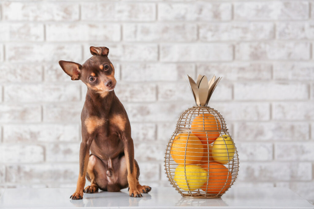 little brown dog with oranges and lemons