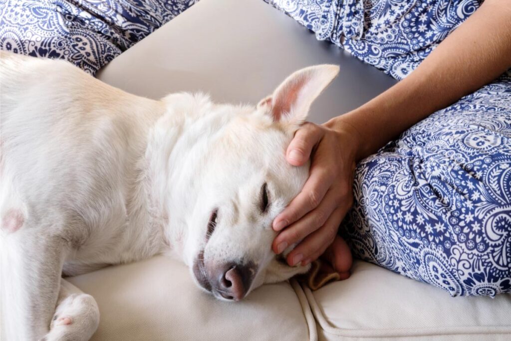 white dog with person wearing pyjamas and hand on their head