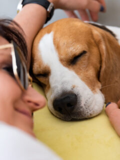 woman with sleepy beagle what do dogs dream about when they cry