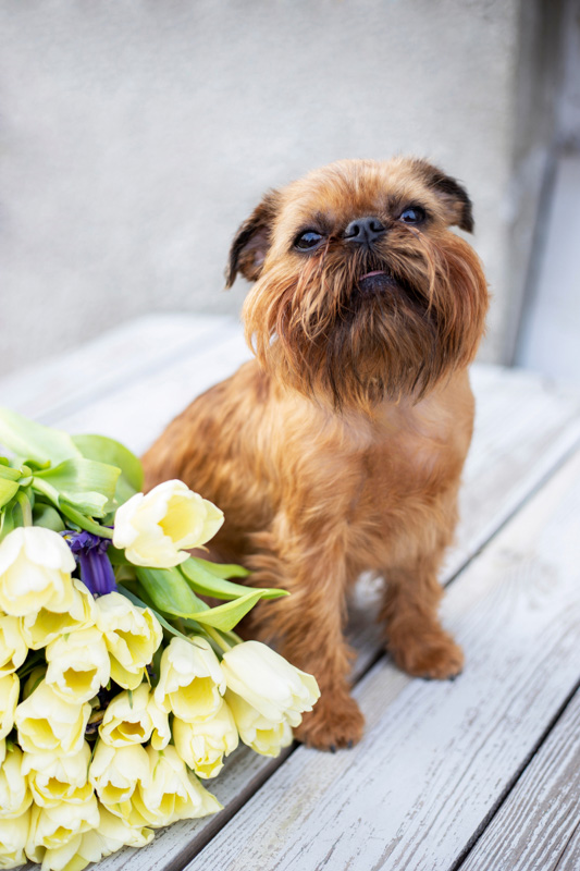 Brussels Griffon with tulips