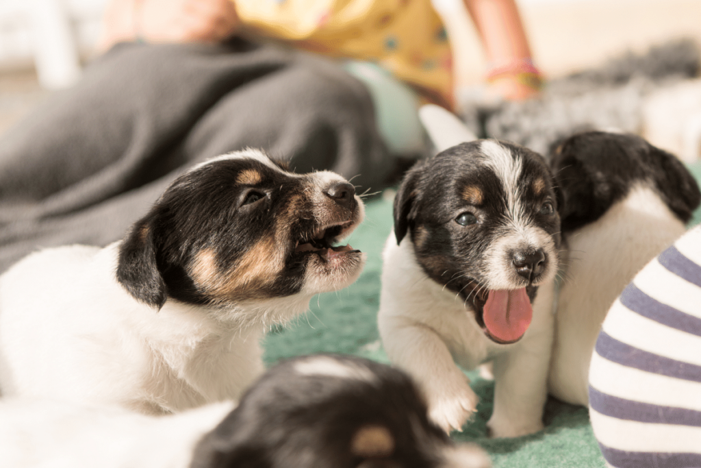 black and white puppies with mouth open