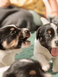black and white puppies with mouths open