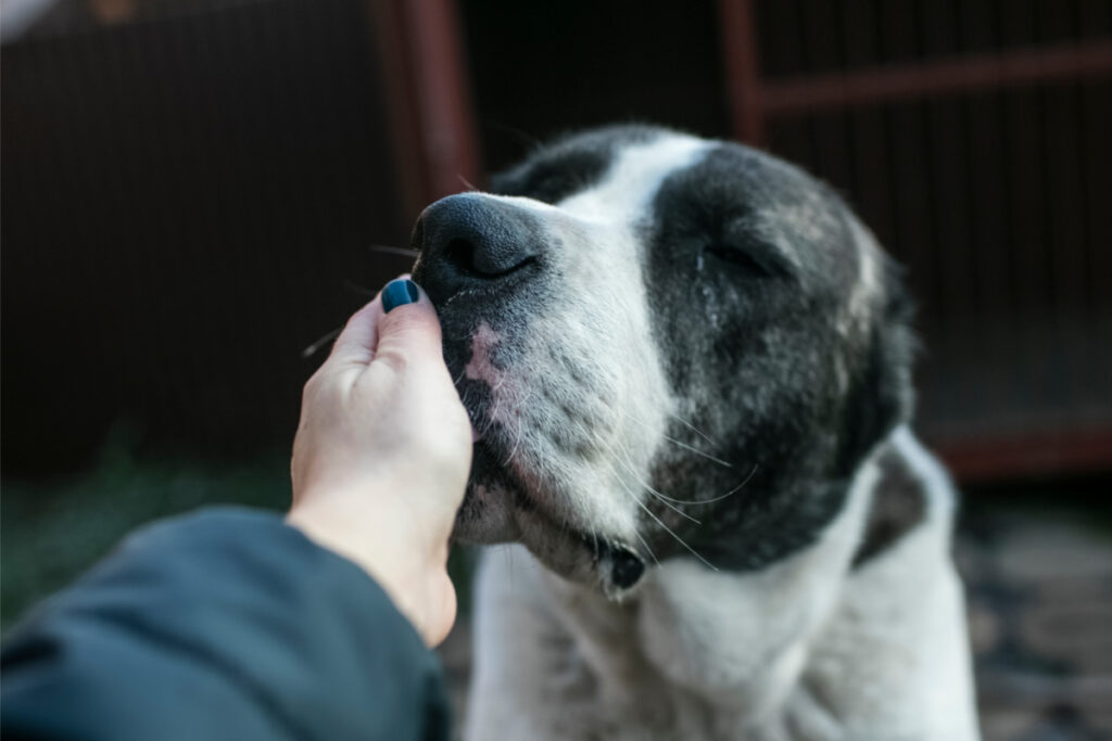 black and white dog licks human hand