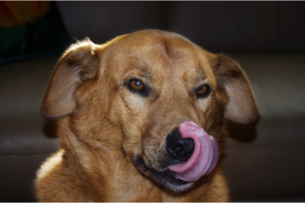 brown dog licks its nose