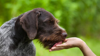 brown shaggy dog licks human hand