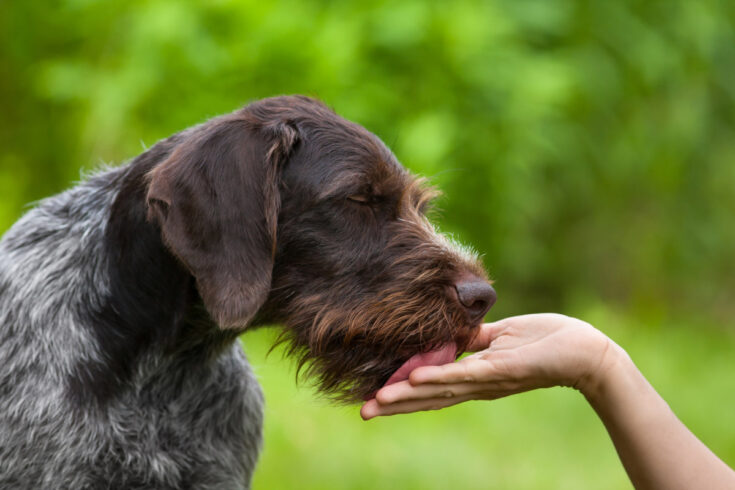 16 Most Common Dog Behaviors and What They Mean 4