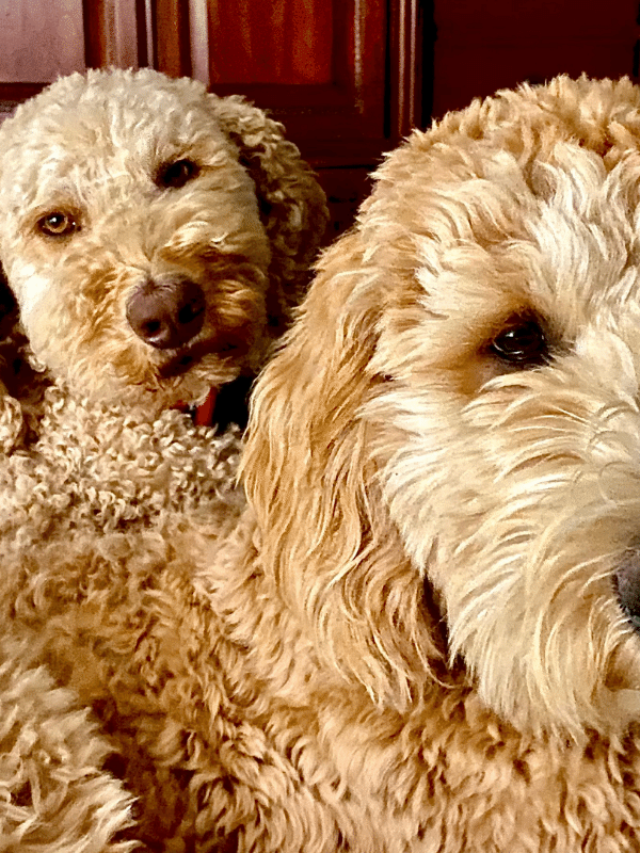 Mini Goldendoodle vs Goldendoodle – Which is Right for You Story
