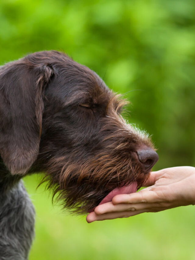 Why Does My Dog Lick My Hands? 5 Reasons Story
