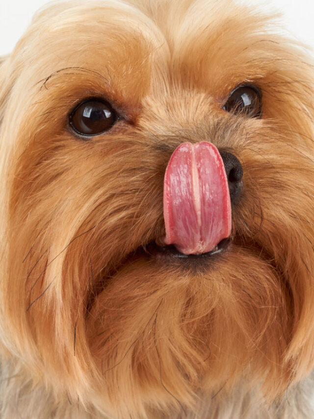Why Do Dogs Lick Their Noses? 7 Reasons Story