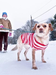 cropped-dog-walker-in-the-snow.jpg