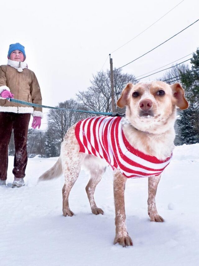 The Best 27 Gifts for Dog Walkers (2022) | Present Ideas Story