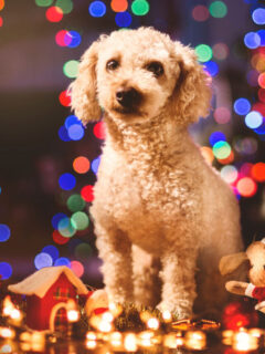 cropped-dog-with-christmas-ornaments.jpg