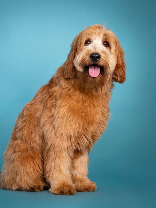 Goldendoodle or Labradoodle | Which is Best for You? Story