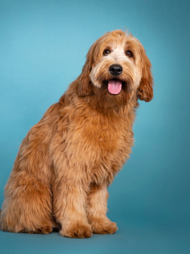 Goldendoodle or Labradoodle Which is Best for You? Story Thedogsnobs
