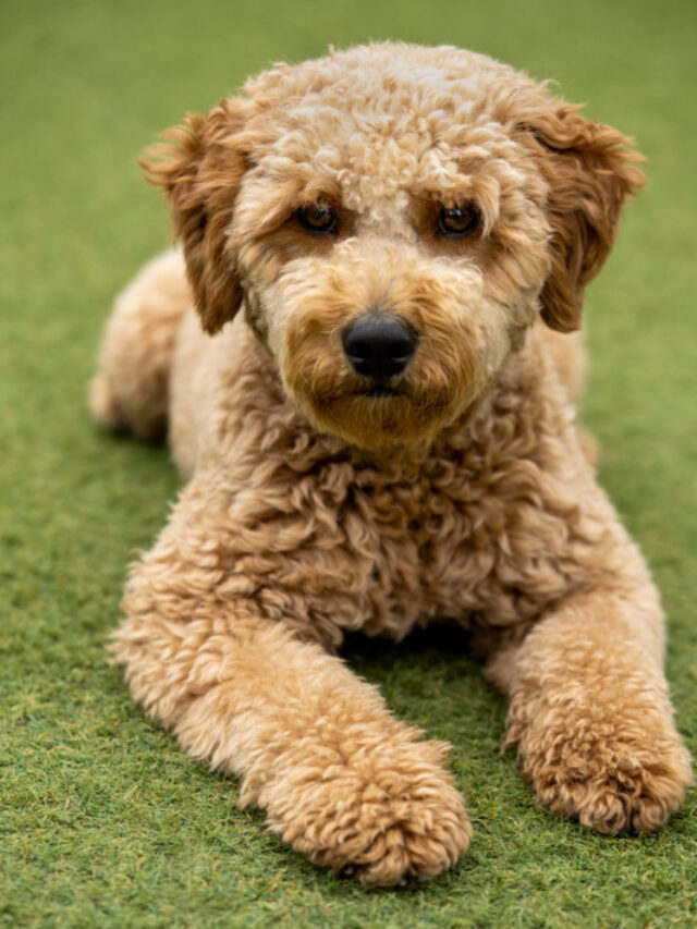 Mini Goldendoodle vs Goldendoodle – Which is Right for You? Story