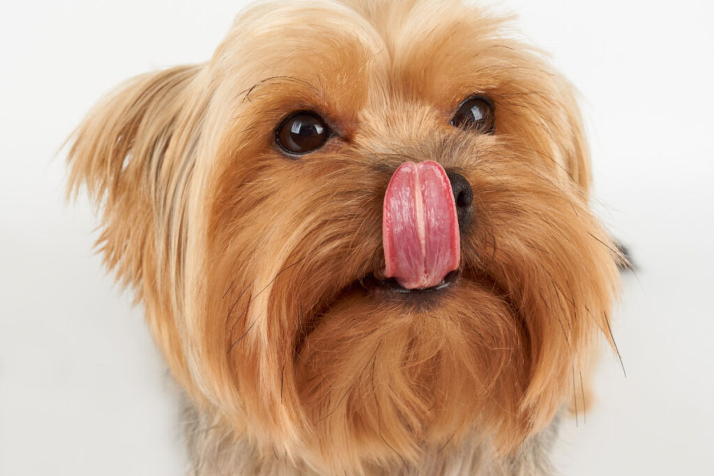 cute dog licks its nose
