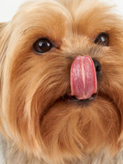 cute dog licks its nose