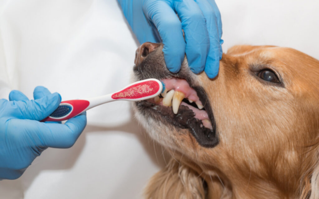 dog having its teeth brushed