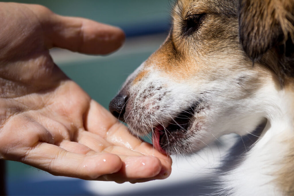 dog licks human hand