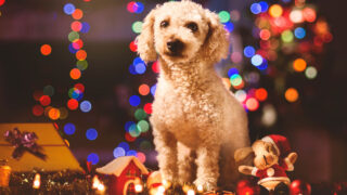 dog ornaments christmas